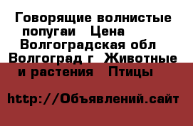 Говорящие волнистые попугаи › Цена ­ 500 - Волгоградская обл., Волгоград г. Животные и растения » Птицы   